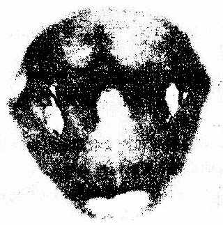 �ʰ׺��ļ�Ĥ 