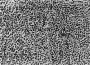 ��ԭϸ��<a href=