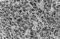 �ȵ�ϸ��<a href=