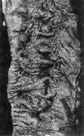 ϸ����<a href=