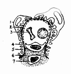 ������С��ëϸѪ����ģʽͼ