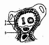 Ĥ����С������ģʽͼ