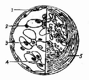 ����������С������ģʽͼ