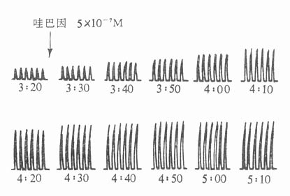 �۰����è����ͷ�������Լ�������